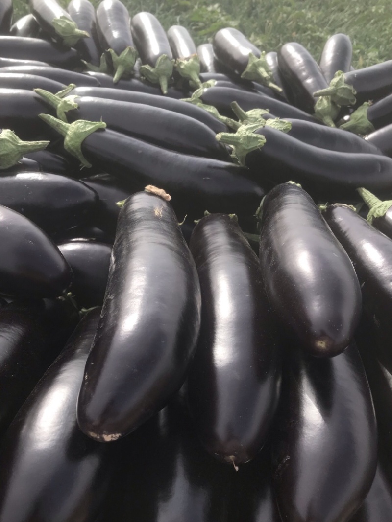 黑宝茄子大量上市河南产地直销质量有保证全国发货