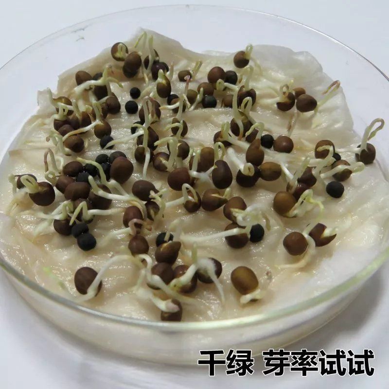 光叶紫花苕子种子毛野豌豆果园绿肥草蜜源花卉观赏绿植饲用