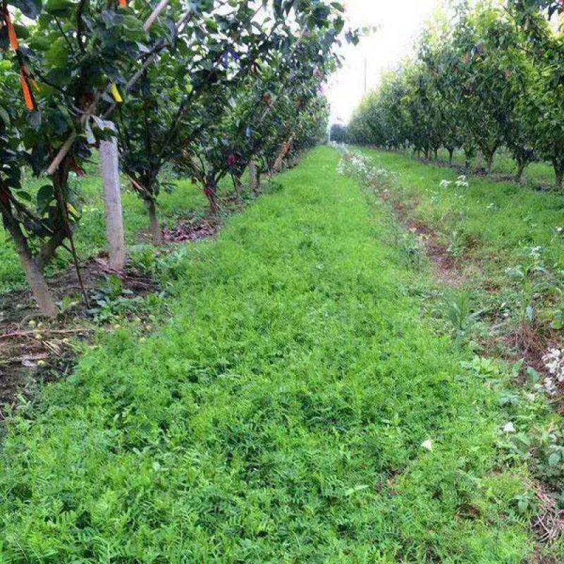 光叶紫花苕子种子毛野豌豆果园绿肥草蜜源花卉观赏绿植饲用