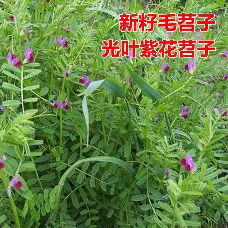 光叶紫花苕子种子毛野豌豆果园绿肥草蜜源花卉观赏绿植饲用