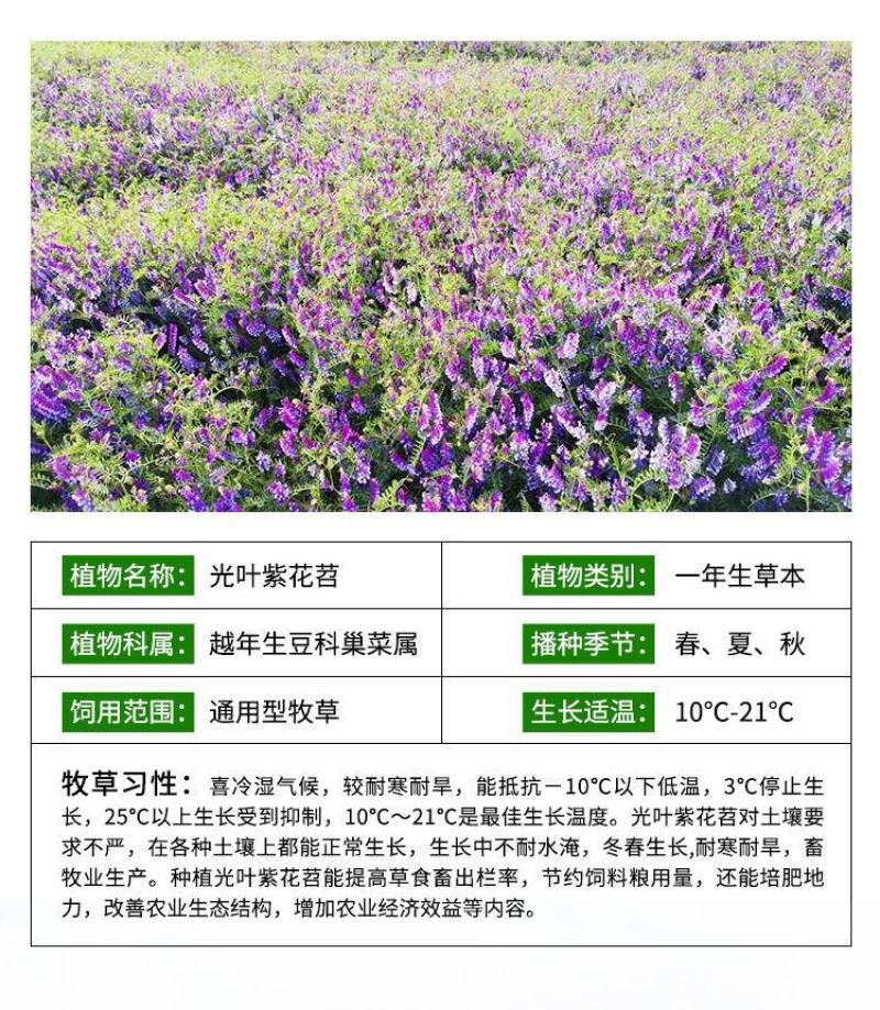 光叶紫花苕子种子毛野豌豆果园绿肥草蜜源花卉观赏绿植饲用