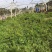 光叶紫花苕子种子毛野豌豆果园绿肥草蜜源花卉观赏绿植饲用