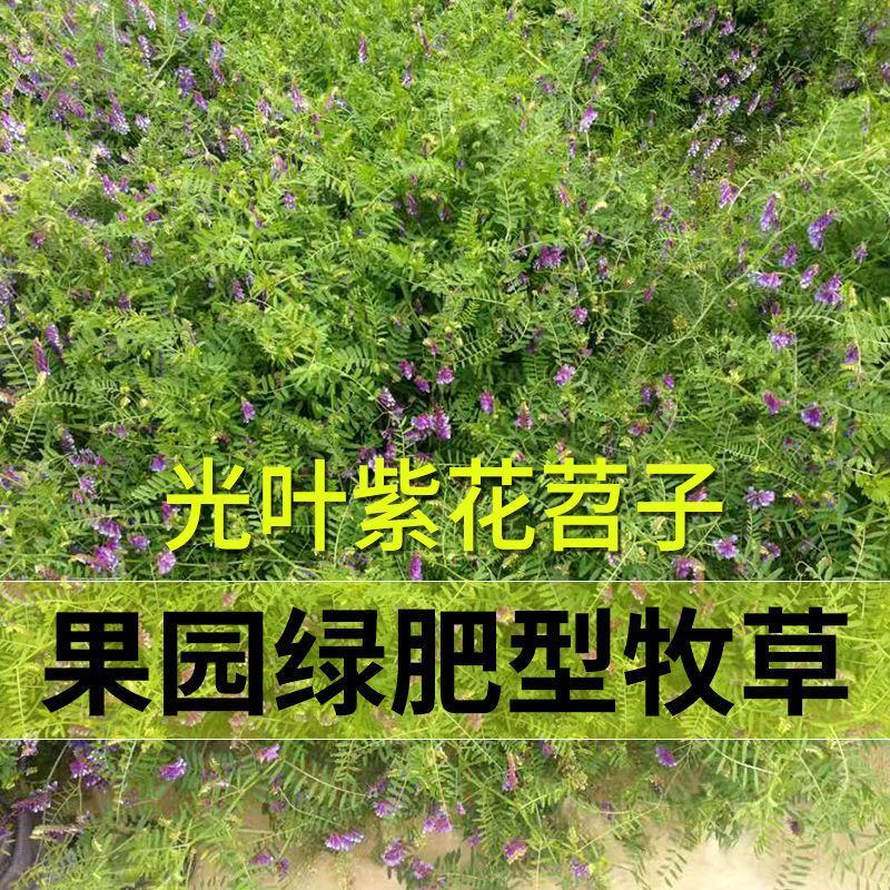 光叶紫花苕子种子毛野豌豆果园绿肥草蜜源花卉观赏绿植饲用