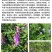 光叶紫花苕子种子毛野豌豆果园绿肥草蜜源花卉观赏绿植饲用
