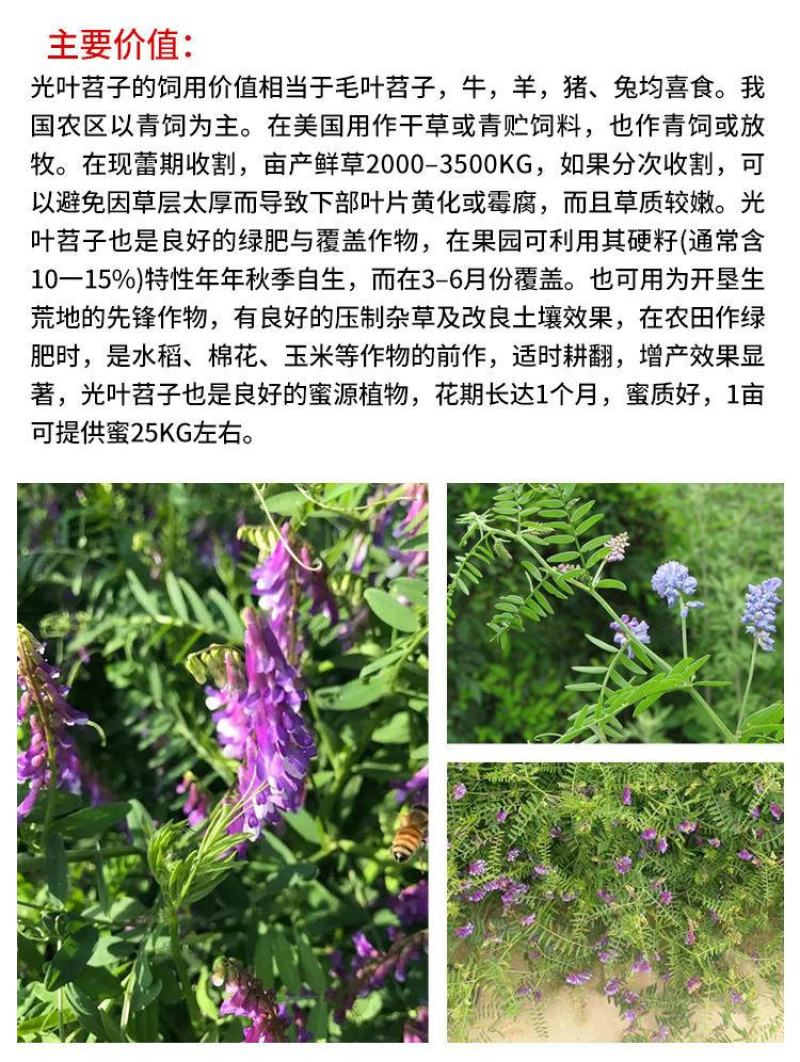 光叶紫花苕子种子毛野豌豆果园绿肥草蜜源花卉观赏绿植饲用