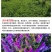 光叶紫花苕子种子毛野豌豆果园绿肥草蜜源花卉观赏绿植饲用