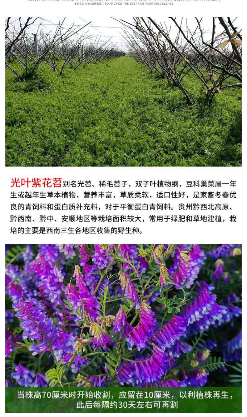 光叶紫花苕子种子毛野豌豆果园绿肥草蜜源花卉观赏绿植饲用