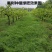 光叶紫花苕子种子毛野豌豆果园绿肥草蜜源花卉观赏绿植饲用