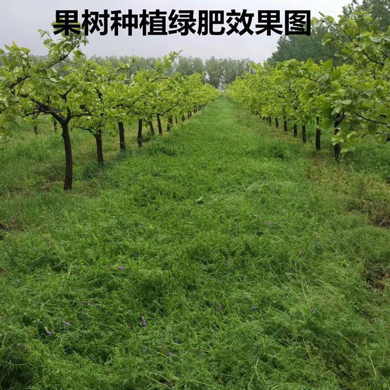 光叶紫花苕子种子毛野豌豆果园绿肥草蜜源花卉观赏绿植饲用