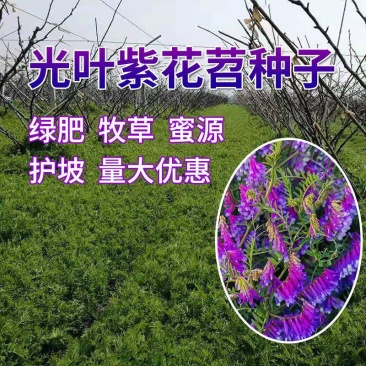 光叶紫花苕子种子毛野豌豆果园绿肥草蜜源花卉观赏绿植饲用