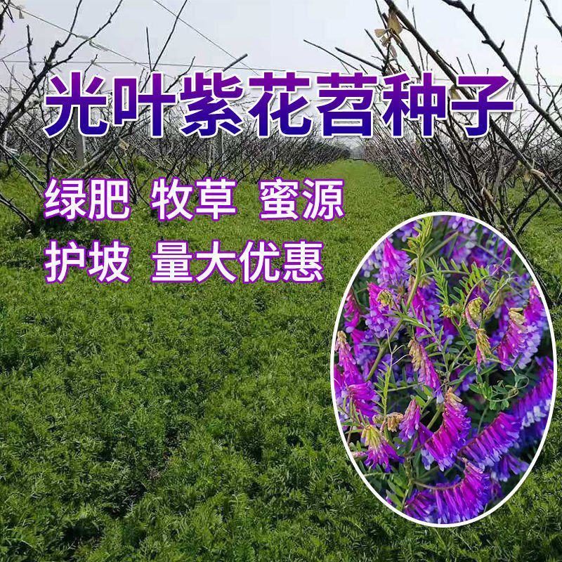 光叶紫花苕子种子毛野豌豆果园绿肥草蜜源花卉观赏绿植饲用