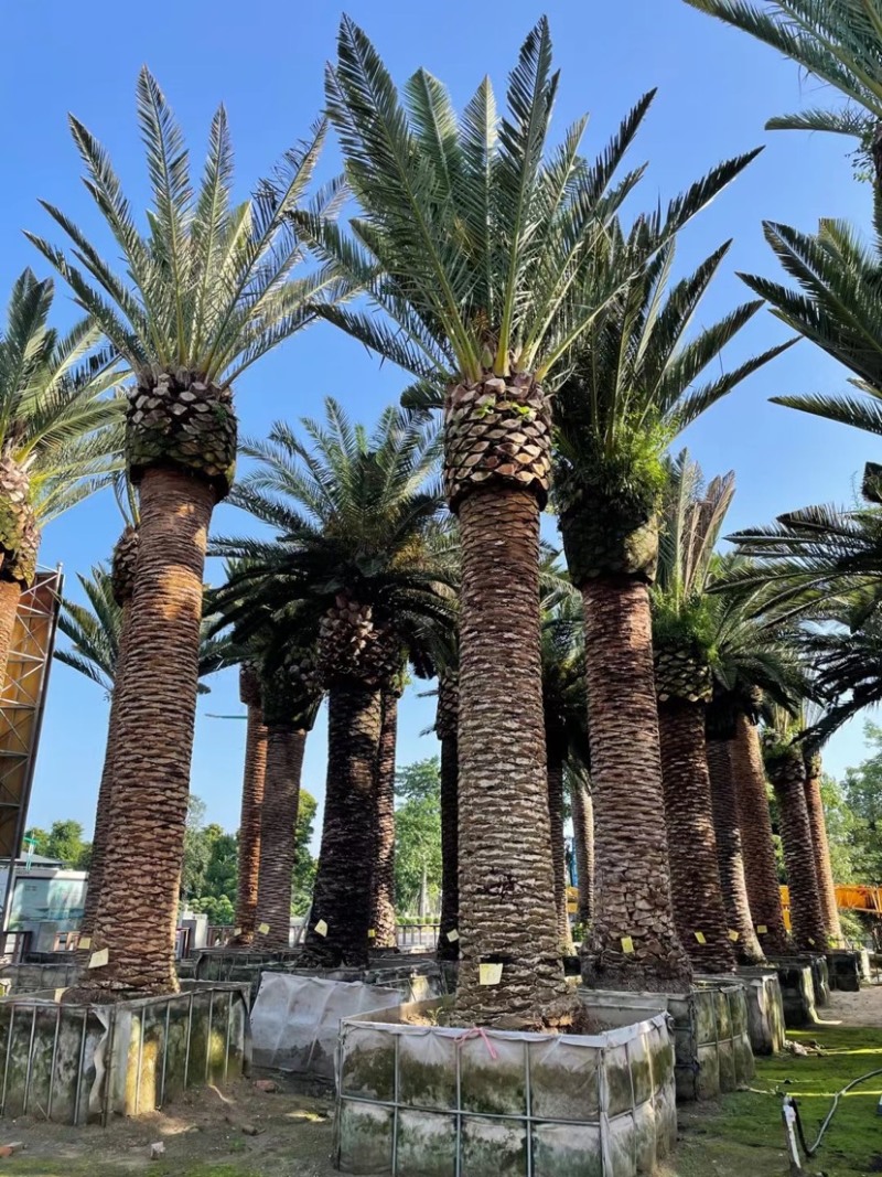 进口加拿利海枣杆高6米棕榈树广东进口加拿利海枣直销批发
