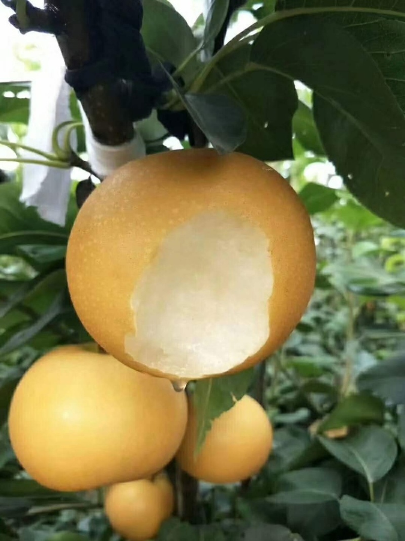 供应一级丰水梨，基地直发，可对接出口加工企业，大型批发