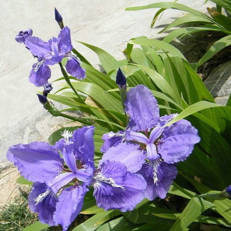 蓝花鸢尾种子多年生耐寒庭院花种子花种子花卉植物四季播种