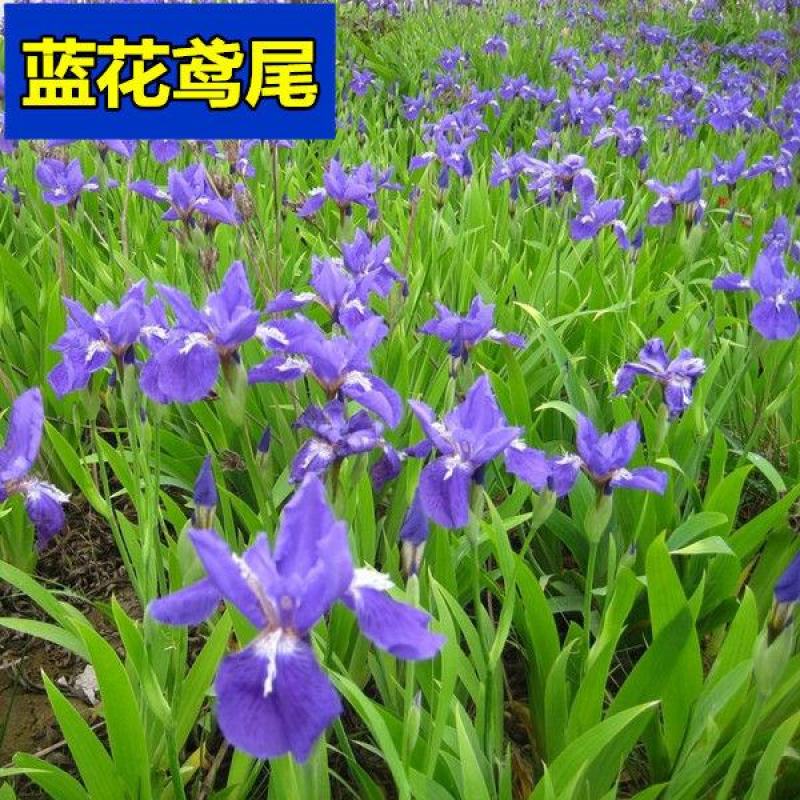 蓝花鸢尾种子多年生耐寒庭院花种子花种子花卉植物四季播种