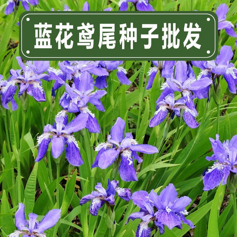 蓝花鸢尾种子多年生耐寒庭院花种子花种子花卉植物四季播种