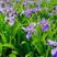 蓝花鸢尾种子多年生耐寒庭院花种子花种子花卉植物四季播种