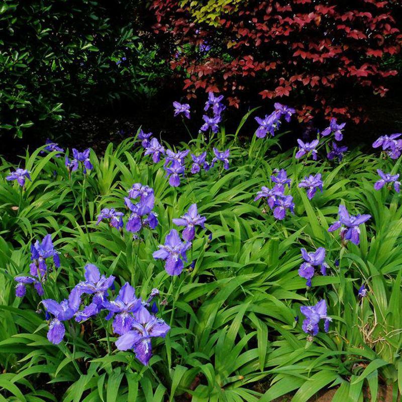 蓝花鸢尾种子多年生耐寒庭院花种子花种子花卉植物四季播种