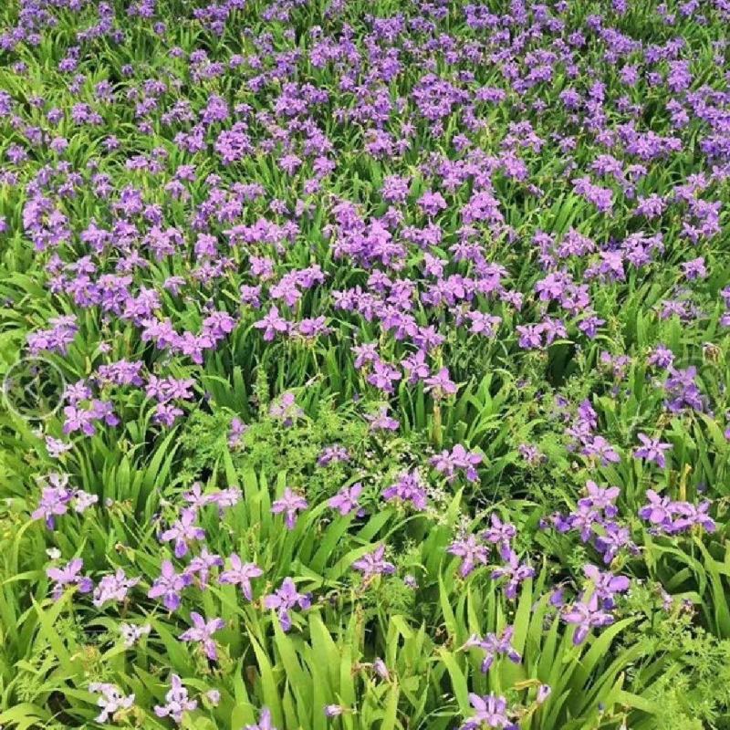 蓝花鸢尾种子多年生耐寒庭院花种子花种子花卉植物四季播种