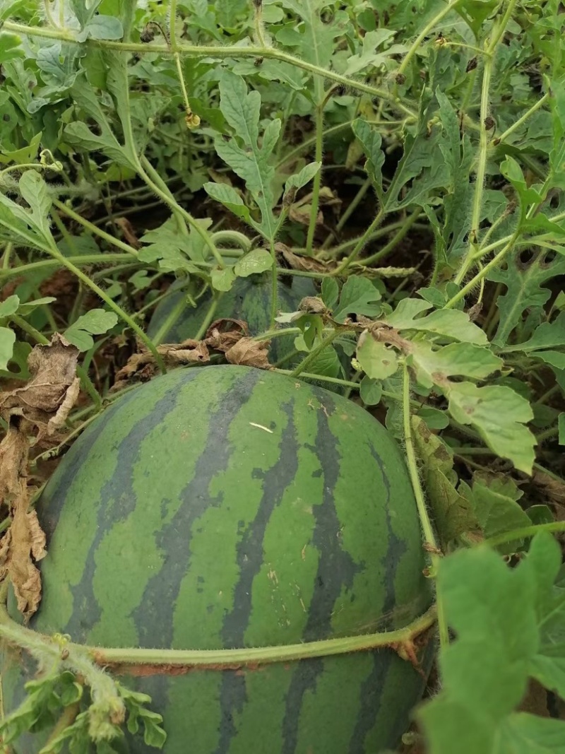 资阳【露天8424美都沙漠王子产地直供】大量上市