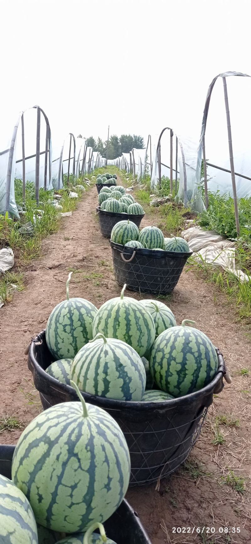 价格随行就市，美都麒麟西瓜，口感好，甜度高，产地直销