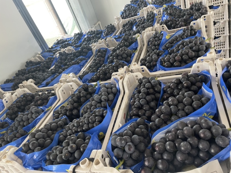 夏黑南太湖阳光玫瑰价格面议