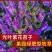 光叶紫花苕子种子毛野豌豆果园绿肥草蜜源花卉观赏绿植饲用