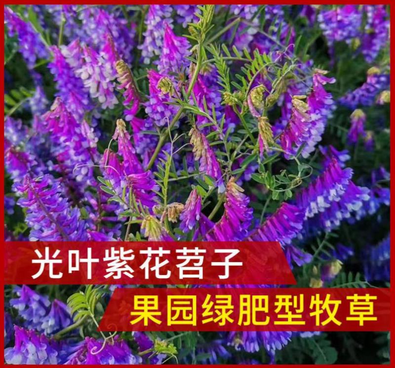 光叶紫花苕子种子毛野豌豆果园绿肥草蜜源花卉观赏绿植饲用
