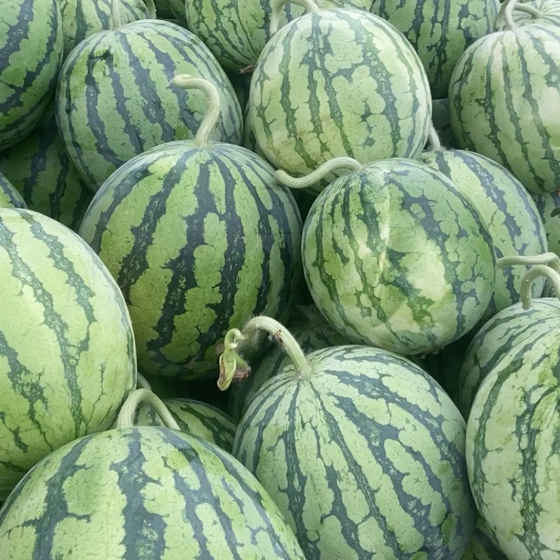 麒麟西瓜大棚麒麟头茬无籽西瓜皮薄汁多湖南西瓜