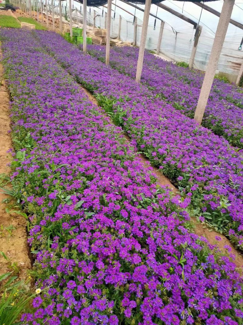 美女樱万亩苗圃花卉基地产地直发。量大从优