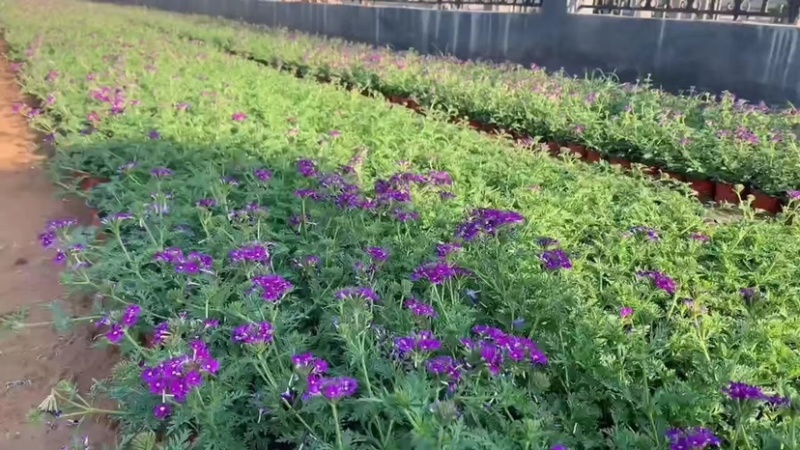 美女樱万亩苗圃花卉基地产地直发。量大从优