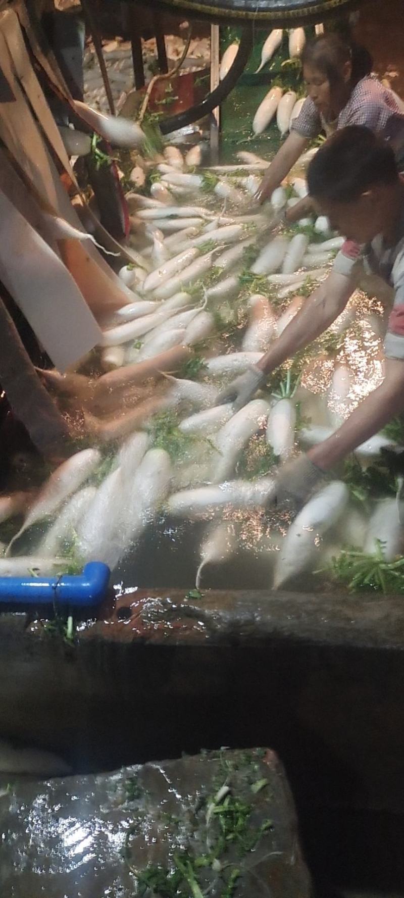 龙池大坪山精品白萝卜