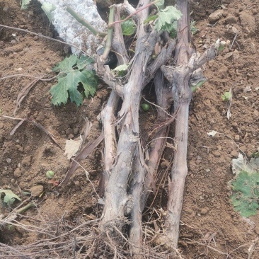 占地淘宝种植葡萄树