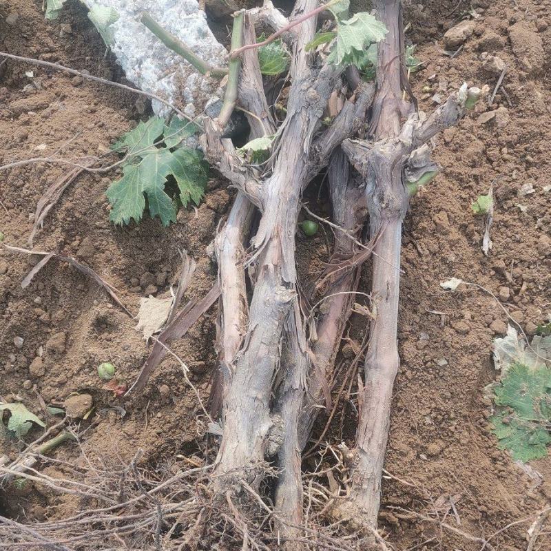 占地淘宝种植葡萄树