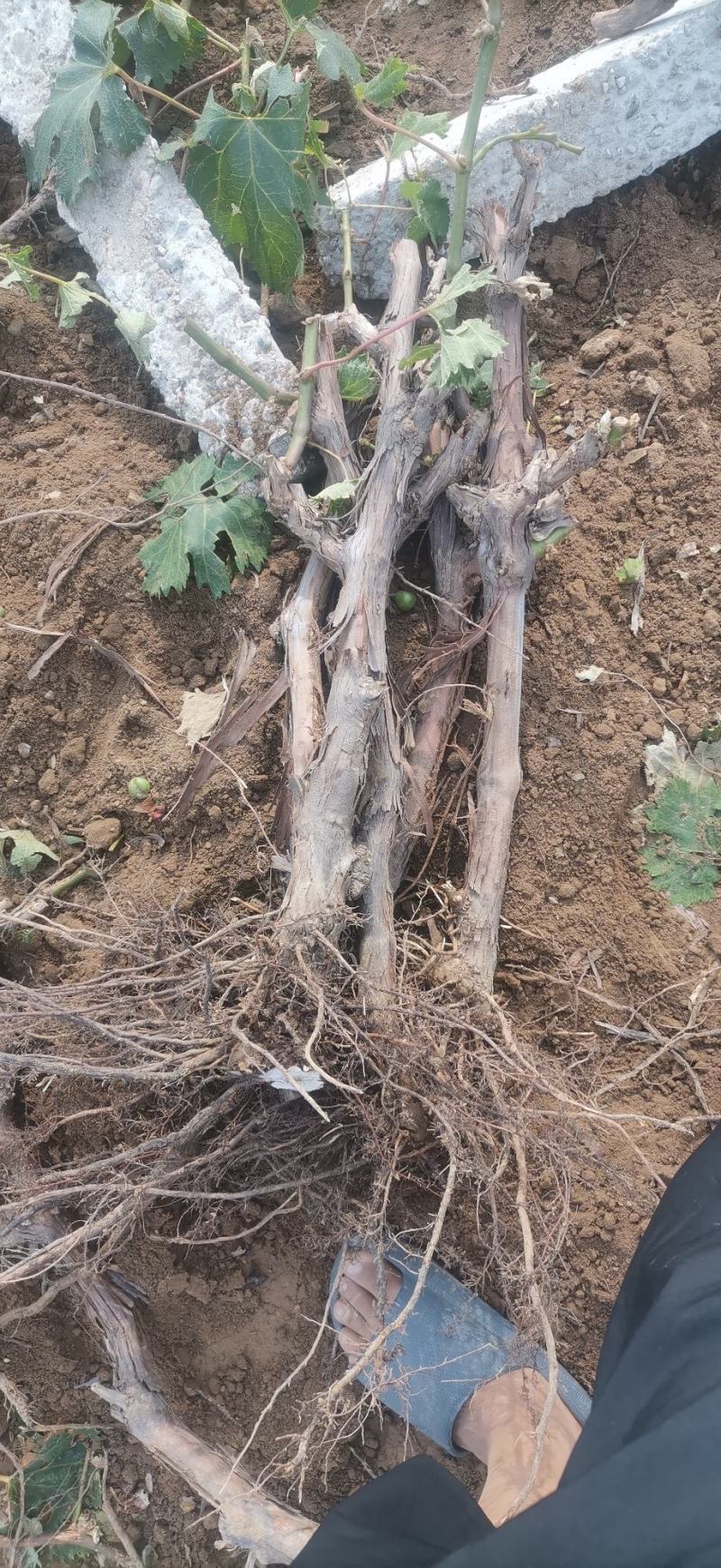 占地淘宝种植葡萄树