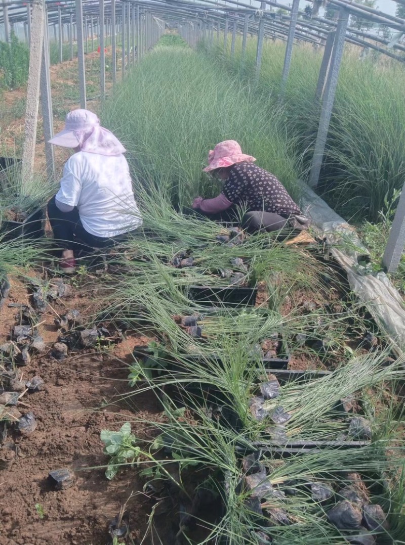 细叶芒花卉盆景产地发货，独立培育袋