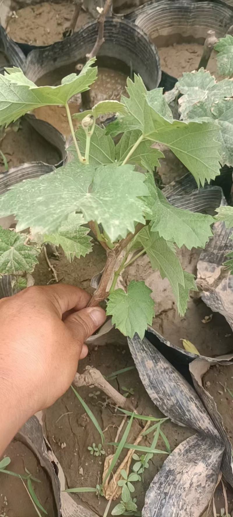 占地淘宝种植葡萄树