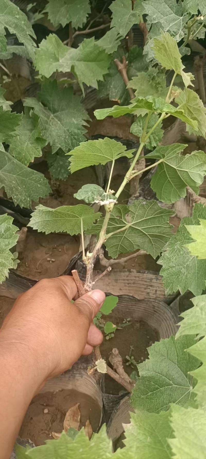 占地淘宝种植葡萄树