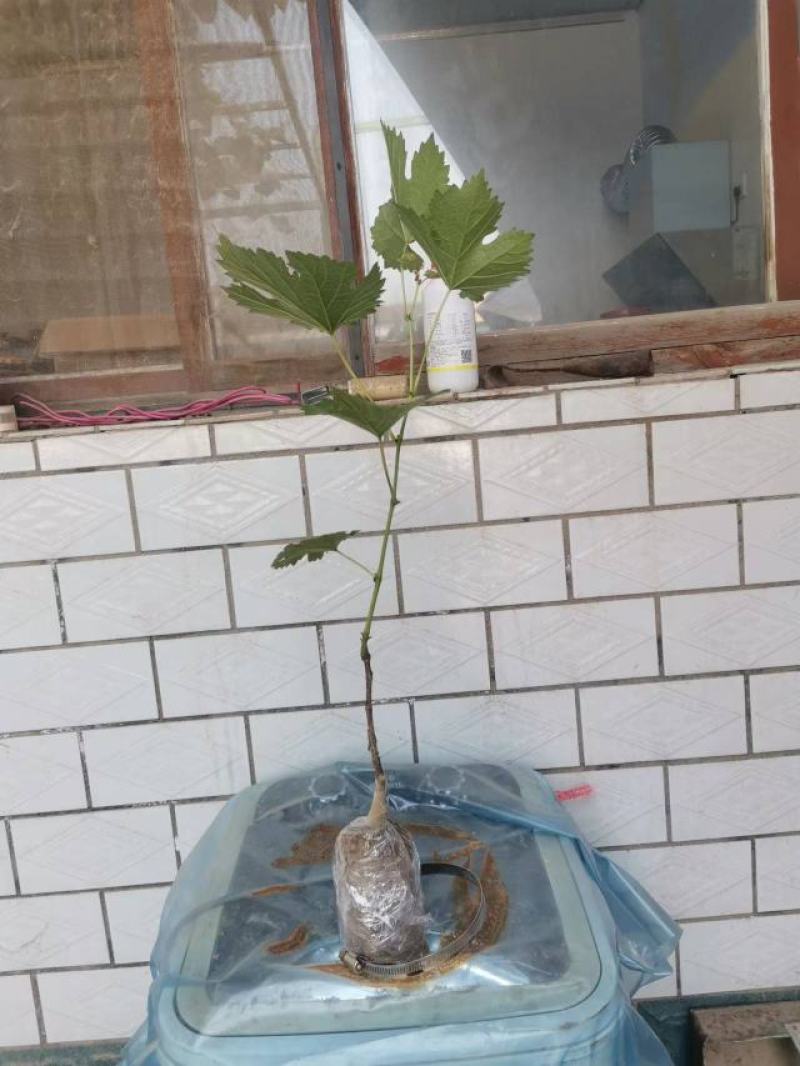 占地淘宝种植葡萄树