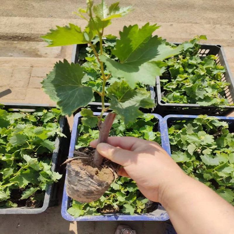 占地淘宝种植葡萄树