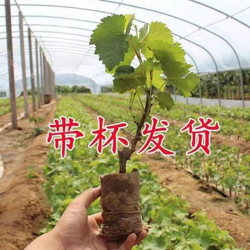 占地淘宝种植葡萄树