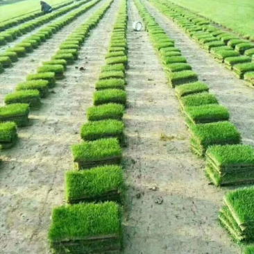 基地供应四季青草坪工程绿化庭院小区，质量好，量大优