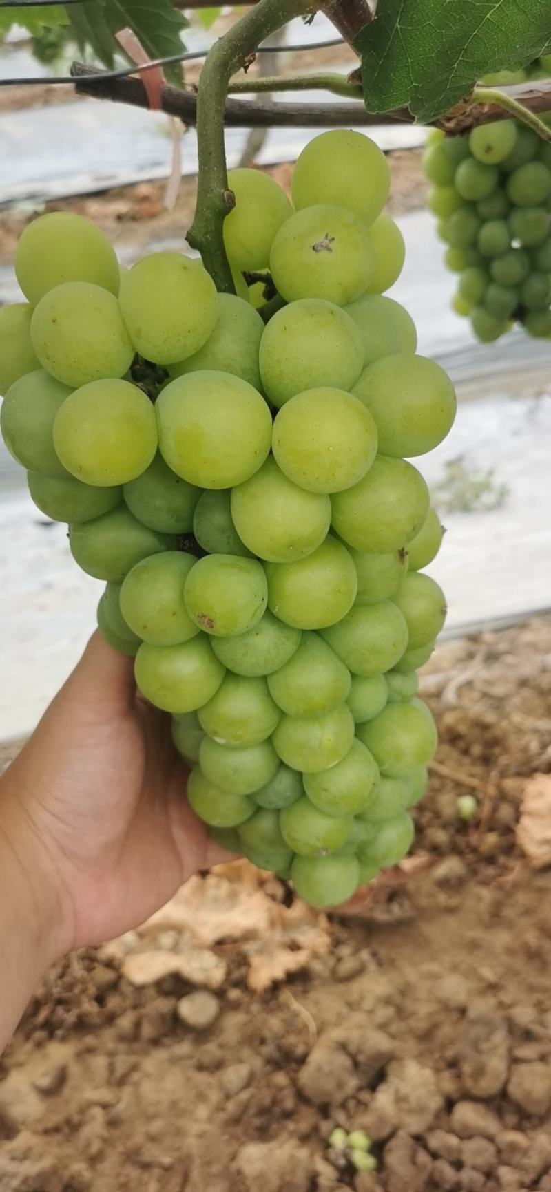 醉金香乒乓葡萄大量上市有需要的老板请联系，