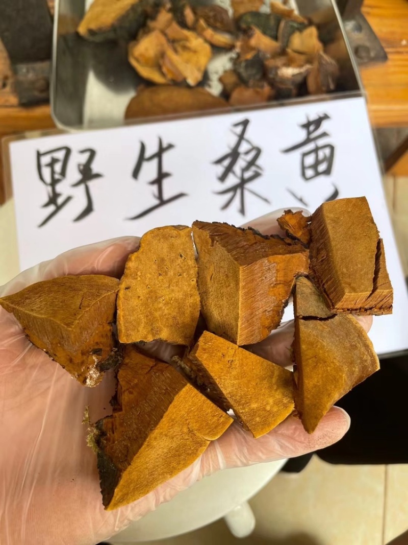 西藏野生桑黄灵芝桑树灵芝黄菌种正品大量批发
