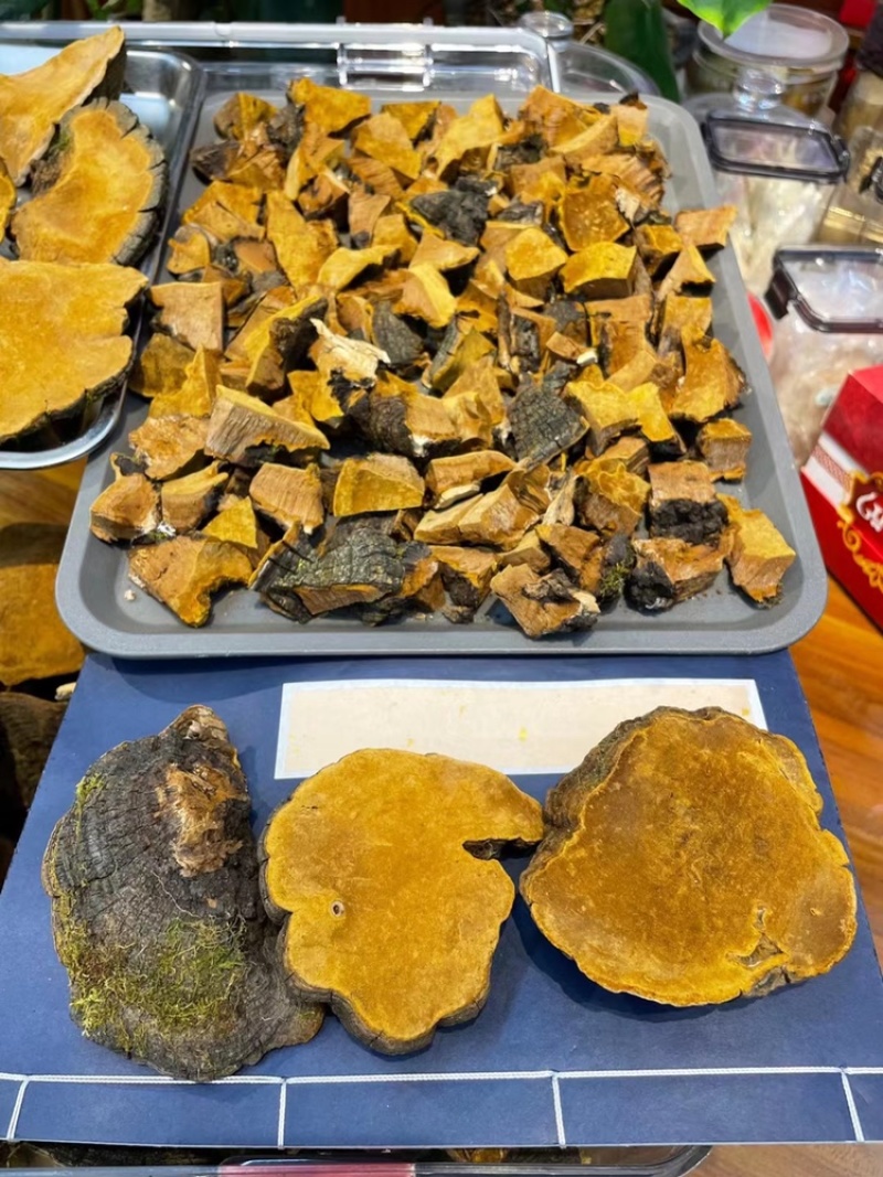 西藏野生桑黄灵芝桑树灵芝黄菌种正品大量批发