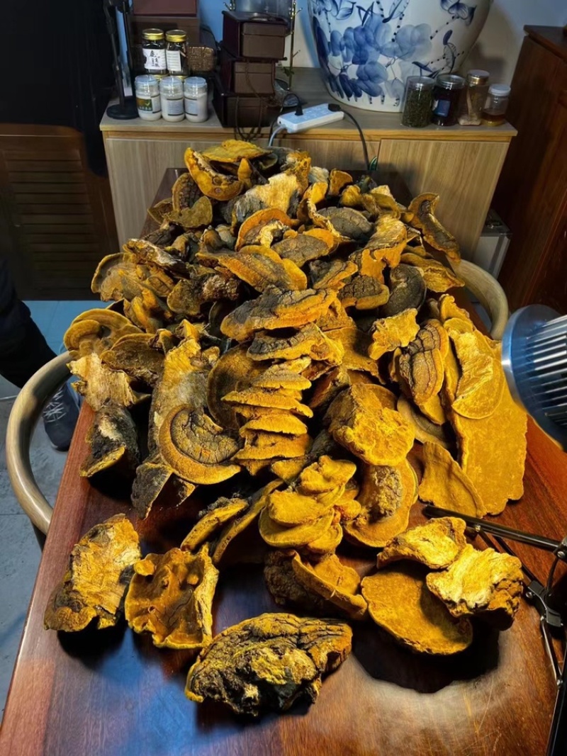西藏野生桑黄灵芝桑树灵芝黄菌种正品大量批发