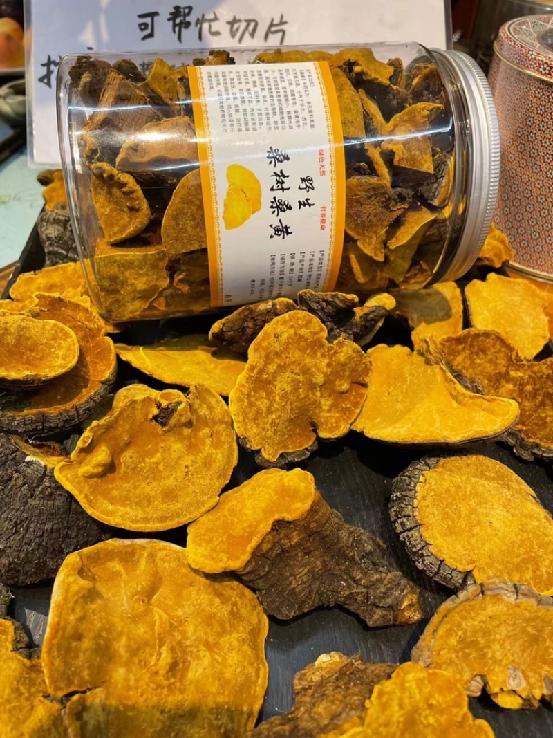 西藏野生桑黄灵芝桑树灵芝黄菌种正品大量批发