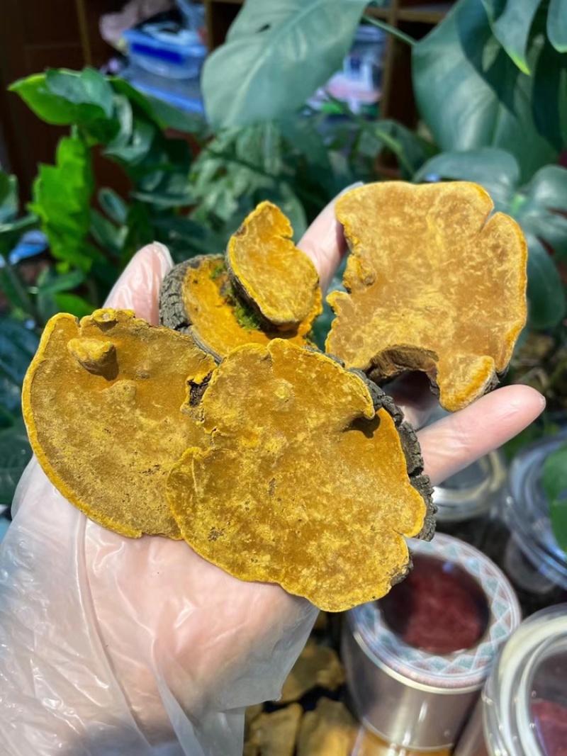 西藏野生桑黄灵芝桑树灵芝黄菌种正品大量批发