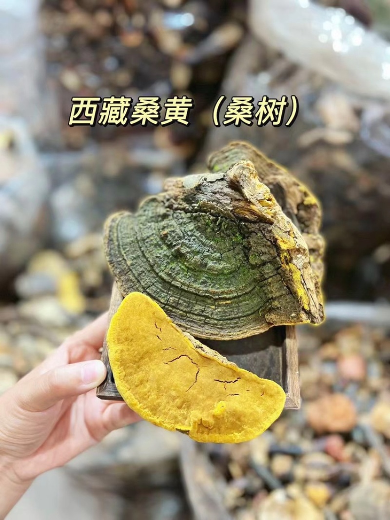 西藏野生桑黄灵芝桑树灵芝黄菌种正品大量批发