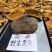 西藏野生桑黄灵芝桑树灵芝黄菌种正品大量批发